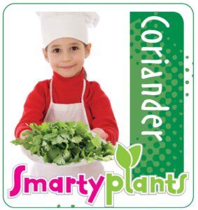 Coriander_Low res