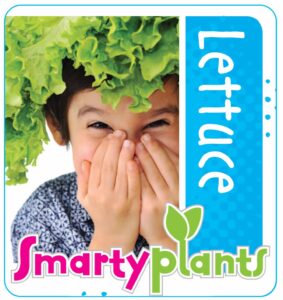 Lettuce_Low res