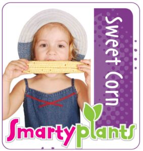 Sweet corn_low res